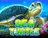 Sea Turtle Sea Turtle